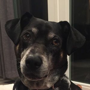 Meet your Posher, Bree